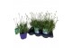 Lavandula aromance white Lavandula ang. Aromance White 