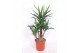 Yucca elephantipes Vertakt 