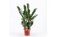 Zamioculcas zamiifolia 