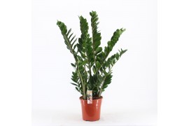 Zamioculcas zamiifolia