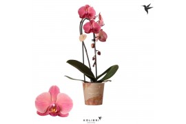 Phalaenopsis elegant cascade 1 tak niagara fall orange kolibri orchids