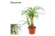 Beaucarnea recurvata recht decorum 