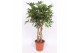 Schefflera arboricola compacta kokerstam,10 pp 