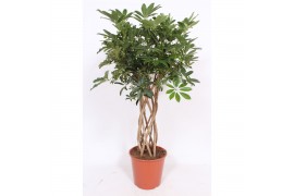 Schefflera arboricola compacta kokerstam,10 pp