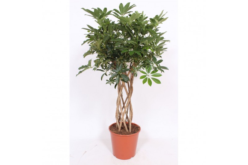 Schefflera arboricola compacta kokerstam,10 pp Schefflera arboricola compacta kokerstam,10 pp