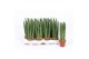 Sansevieria cylindrica straight 