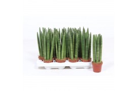 Sansevieria cylindrica straight