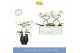 Phalaenopsis wit Balletto Wing 2 spike in Abruzzo Black Aquo 16 bl. 2  