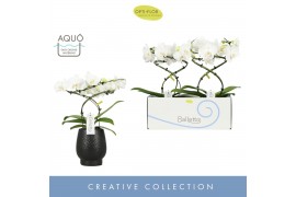 Phalaenopsis wit Balletto Wing 2 spike in Abruzzo Black Aquo 16 bl. 2 