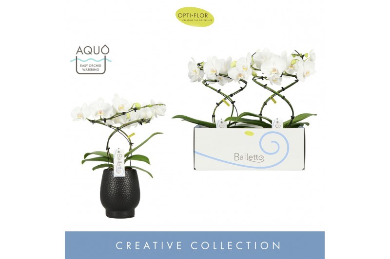 Phalaenopsis wit Balletto Wing 2 spike in Abruzzo Black Aquo 16 bl. 2  