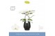 Phalaenopsis wit Balletto Wing 2 spike in Abruzzo Black Aquo 16 bl. 2  