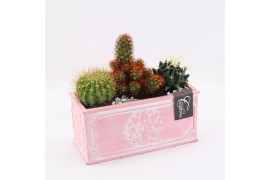 Arrangementen cactus CTCR-2517 Cactus Essentials 3 pp