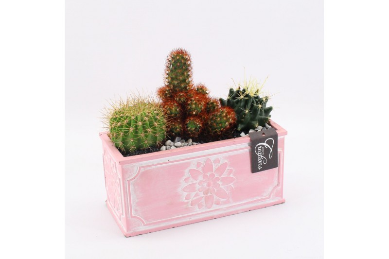Arrangementen cactus CTCR-2517 Cactus Essentials 3 pp Arrangementen cactus CTCR-2517 Cactus Essentials 3 pp