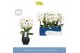 Phalaenopsis wit Fontano Bellagio 4 spike in Abruzzo Black Aquo 30 bl. 