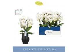 Phalaenopsis wit Fontano Bellagio 4 spike in Abruzzo Black Aquo 30 bl.