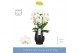Phalaenopsis wit Fontano Bellagio 4 spike in Abruzzo Black Aquo 30 bl. 