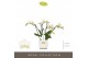 Phalaenopsis multiflora wit Theatro Funk 4 spike in Lazio White 16 bl. 