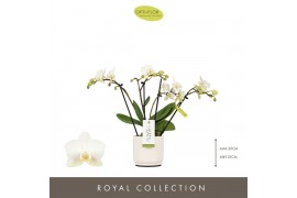 Phalaenopsis multiflora wit Theatro Funk 4 spike in Lazio White 16 bl.