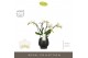 Phalaenopsis multiflora wit Theatro Funk 4 spike in Abruzzo Black Aquo 