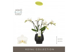 Phalaenopsis multiflora wit Theatro Funk 4 spike in Abruzzo Black Aquo