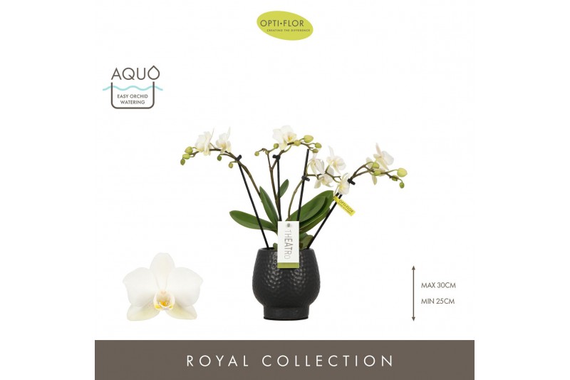 Phalaenopsis multiflora wit Theatro Funk 4 spike in Abruzzo Black Aquo Phalaenopsis multiflora wit Theatro Funk 4 spike in Abruzzo Black Aquo