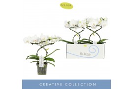 Phalaenopsis anthura madrid 2 tak