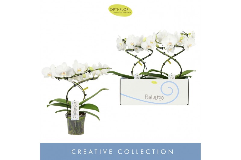 Phalaenopsis anthura madrid 2 tak 