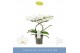 Phalaenopsis anthura madrid 2 tak 