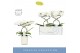 Phalaenopsis anthura madrid 2 tak in white molise aquo 