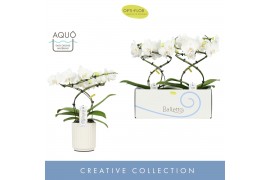 Phalaenopsis anthura madrid 2 tak in white molise aquo