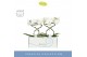 Phalaenopsis anthura madrid 2 tak in white molise aquo 