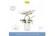 Phalaenopsis anthura madrid 2 tak in white molise aquo 