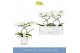 Phalaenopsis anthura madrid 2 tak in wit lazio 