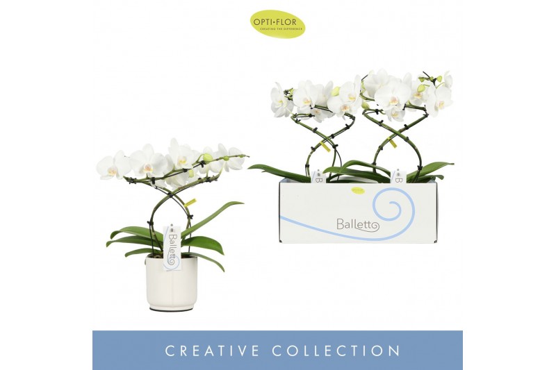 Phalaenopsis anthura madrid 2 tak in wit lazio 
