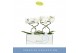 Phalaenopsis anthura madrid 2 tak in wit lazio 