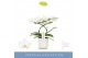 Phalaenopsis anthura madrid 2 tak in wit lazio 