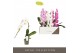 Phalaenopsis mix Formidablo Mix - 1 tak, 12+ bloem 