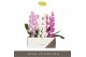Phalaenopsis mix Formidablo Mix - 1 tak, 12+ bloem 