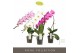 Phalaenopsis mix Formidablo Mix - 1 tak, 12+ bloem 