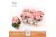Begonia elatior du. borias DolcAmore® Flair 