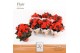Begonia mocca orange DolcAmore® Flair 