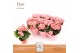 Begonia elatior du. borias DolcAmore® Flair Metallic 