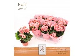 Begonia elatior du. borias DolcAmore® Flair Metallic