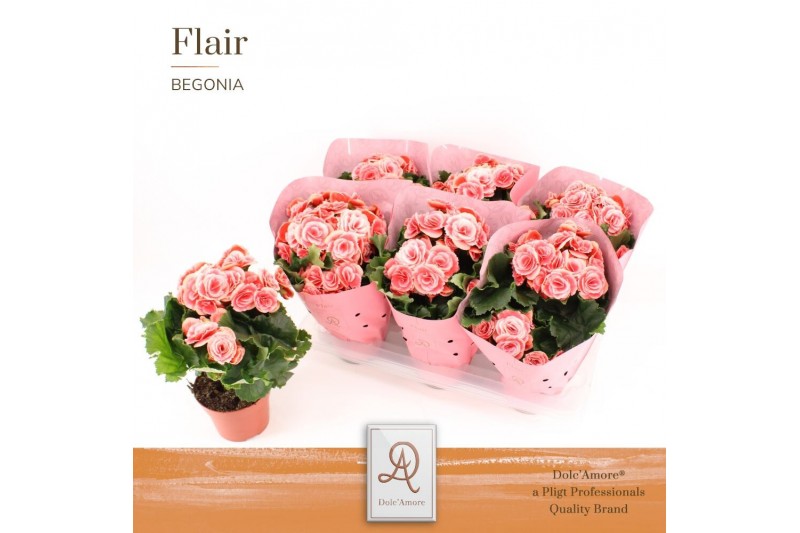 Begonia elatior du. borias DolcAmore® Flair Metallic Begonia elatior du. borias DolcAmore® Flair Metallic
