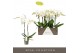 Phalaenopsis wit Maistro Verdi - 2 tak, 18+ bloem - 60cm 