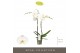 Phalaenopsis wit Maistro Verdi - 2 tak, 18+ bloem - 60cm 