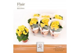Begonia elatior hl. nadine DolcAmore® Flair