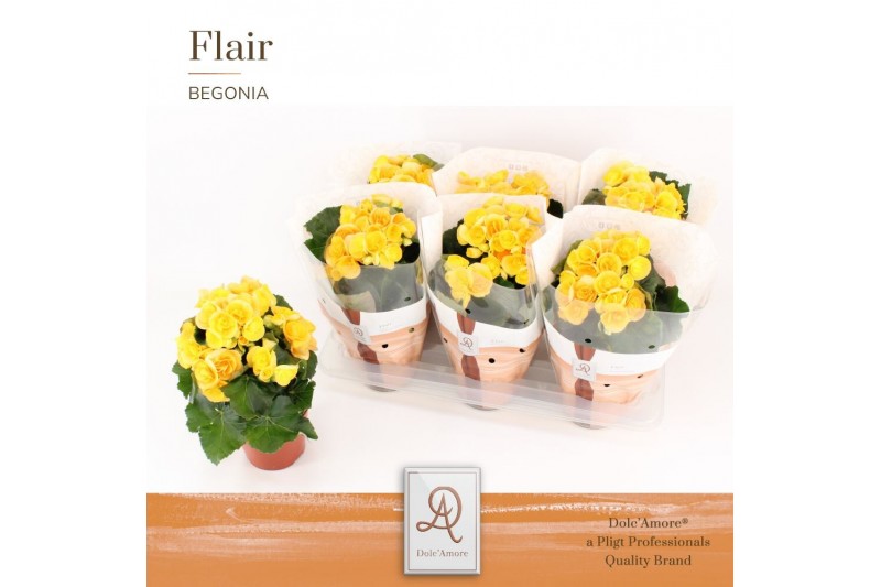Begonia elatior hl. nadine DolcAmore® Flair 