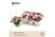 Kalanchoe more flowers lillian licht roze Queen 