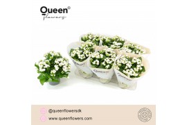 Kalanchoe rose flowers greta wit Queen